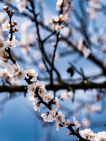 guide de choix et entretien des Plantes idéales pour un plein soleil