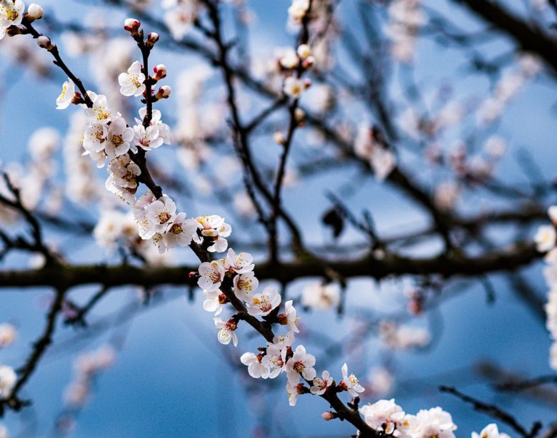 guide de choix et entretien des Plantes idéales pour un plein soleil